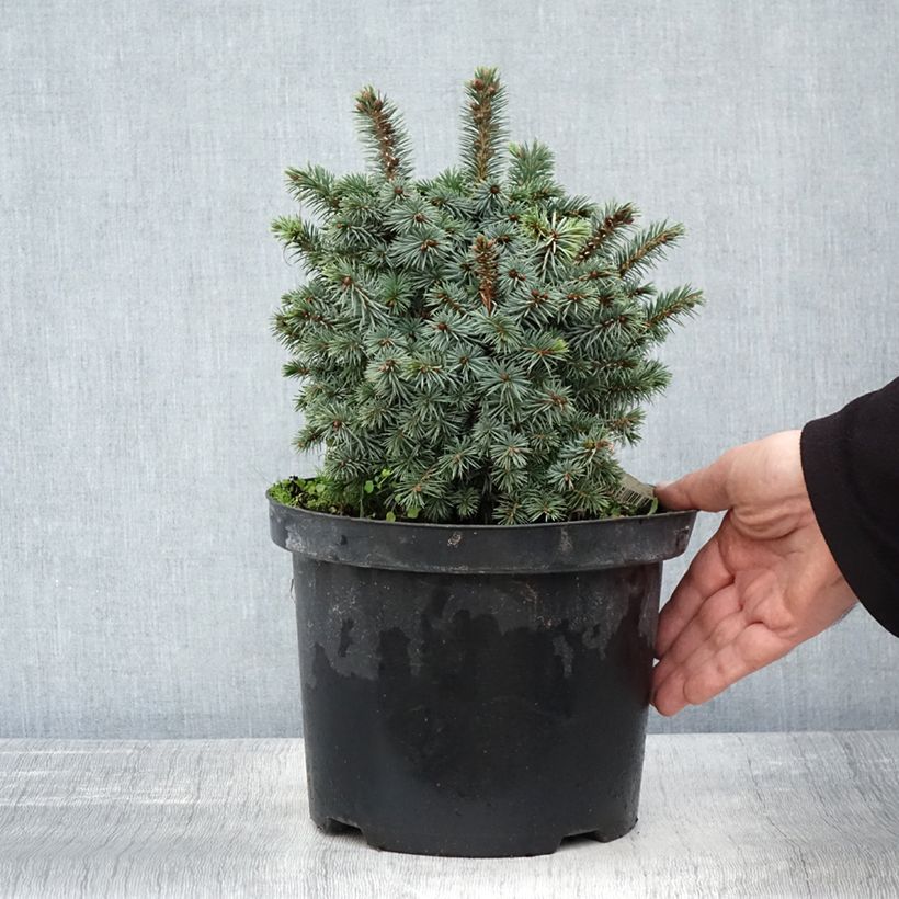 Amostra de Picea sitchensis Midget Vaso de 4 L/5 L tal como entregue no outono