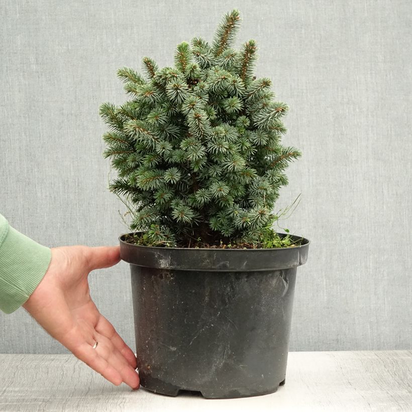 Amostra de Picea sitchensis Midget Vaso de 4 L/5 L tal como entregue no verão