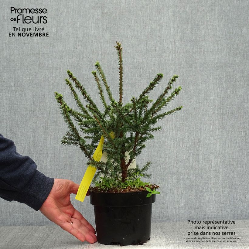 Amostra de Picea sitchensis Nana Vaso de 2 L/3 L tal como entregue no outono