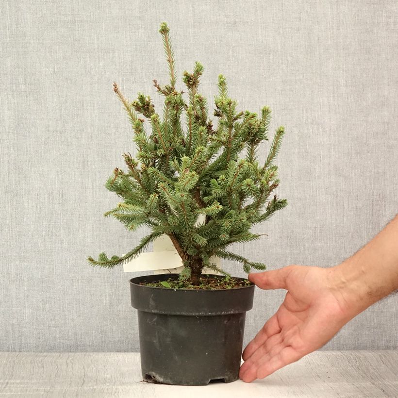 Amostra de Picea sitchensis Nana Vaso de 2 L/3 L tal como entregue no verão