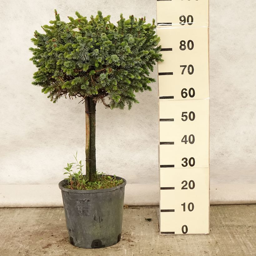 Amostra de Picea sitchensis Silberzwerg Vaso de 12 L/15 L, Haste tal como entregue no verão