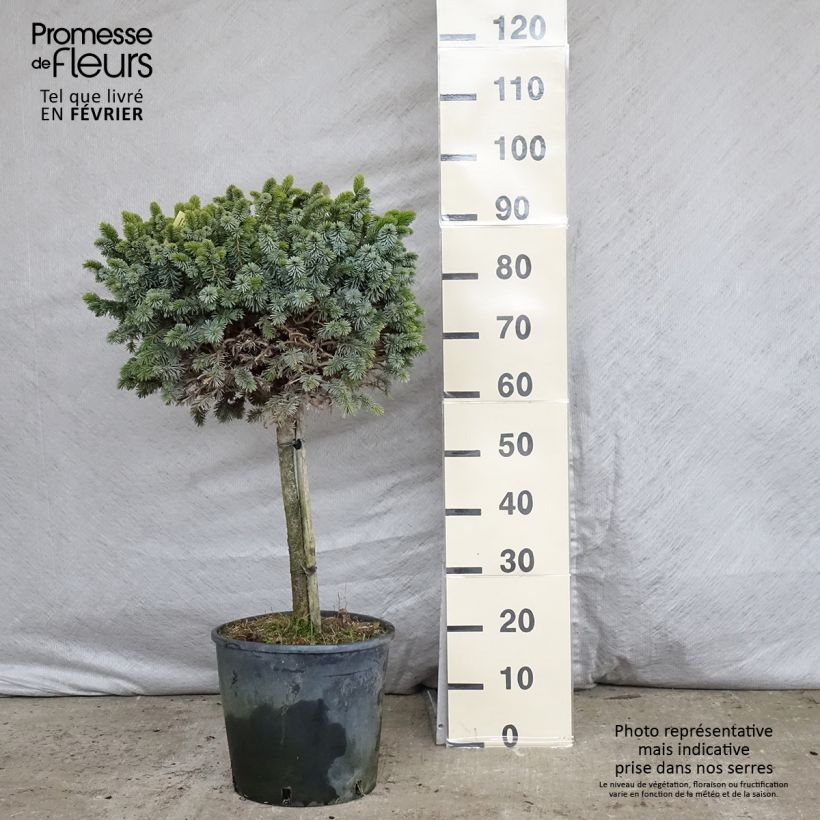 Amostra de Épicéa de Sitka - Picea sitchensis Silberzwerg Vaso de 12 L/15 L tal como entregue no inverno