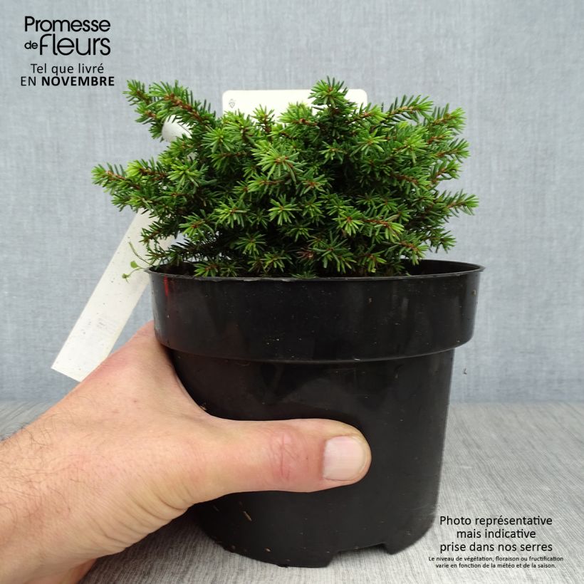 Amostra de Picea abies Little Gem Vaso de 2 L/3 L tal como entregue no outono