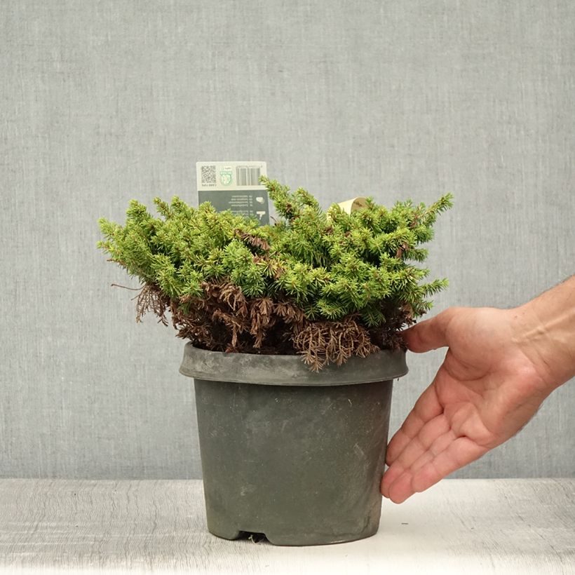 Amostra de Picea abies Little Gem Vaso de 2 L/3 L tal como entregue no verão