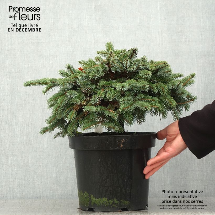 Amostra de Picea mariana × omorika Machala Vaso de 4 L/5 L tal como entregue no outono