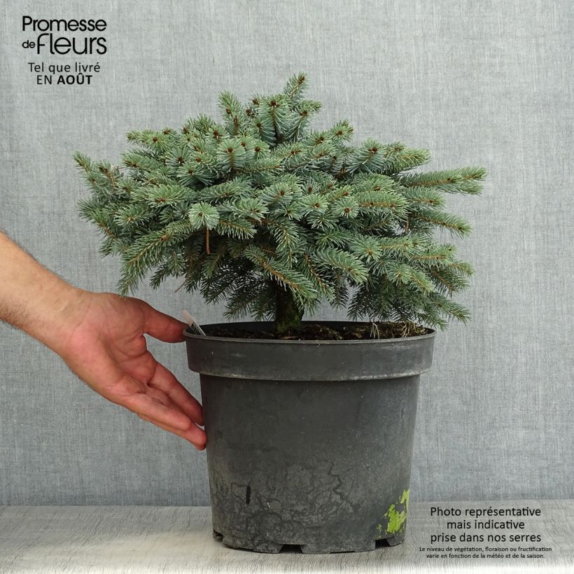 Amostra de Picea mariana × omorika Machala Vaso de 4 L/5 L tal como entregue no verão
