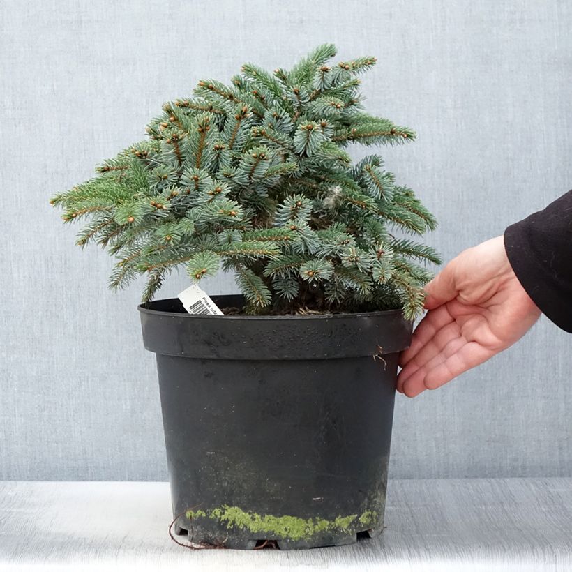 Amostra de Picea mariana × omorika Machala Vaso de 4 L/5 L tal como entregue na primavera