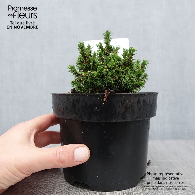 Amostra de Picea abies Jalako Gold Vaso de 2 L/3 L tal como entregue no outono
