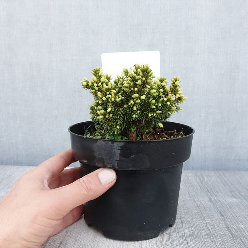 Amostra de Picea abies Jalako Gold Vaso de 2 L/3 L tal como entregue na primavera