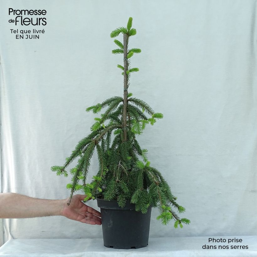 Amostra de Picea abies Inversa Peça tal como entregue no verão