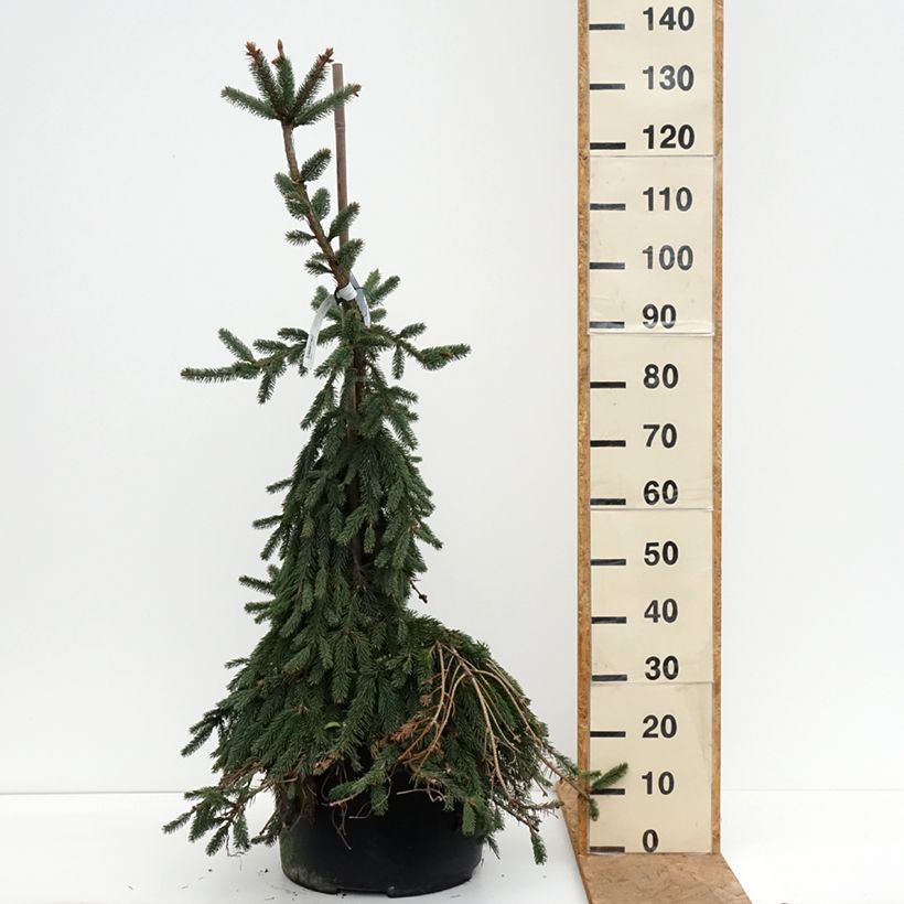 Amostra de Picea abies Inversa Peça tal como entregue no outono
