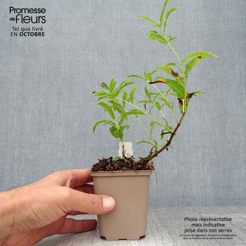 Amostra de Epilobium angustifolium Album Vaso de 8/9 cm tal como entregue no outono
