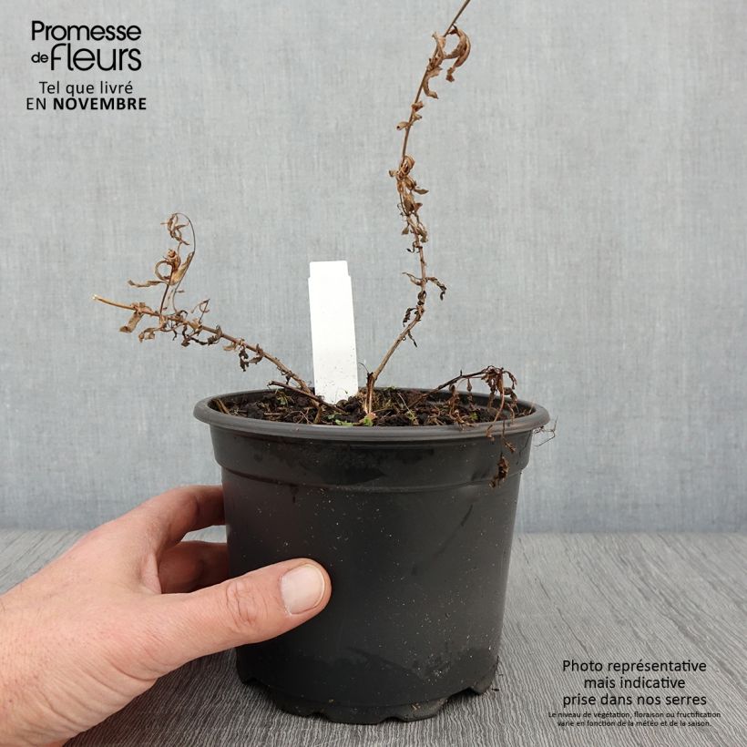 Amostra de Epilobium angustifolium Album Vaso de 2 L/3 L tal como entregue no outono