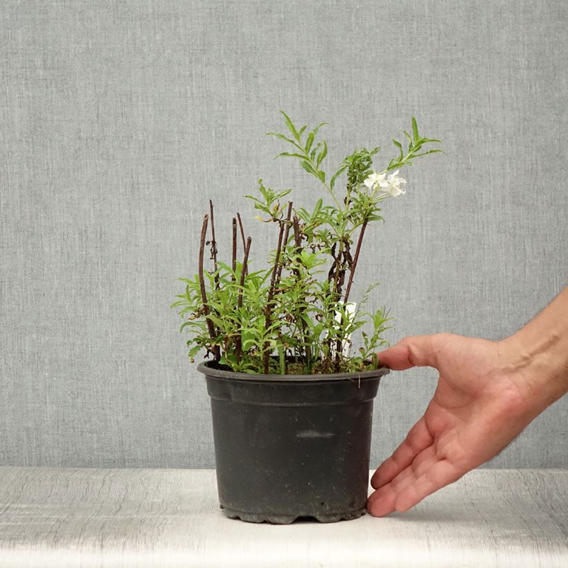 Amostra de Epilobium angustifolium Album Vaso de 2 L/3 L tal como entregue no verão