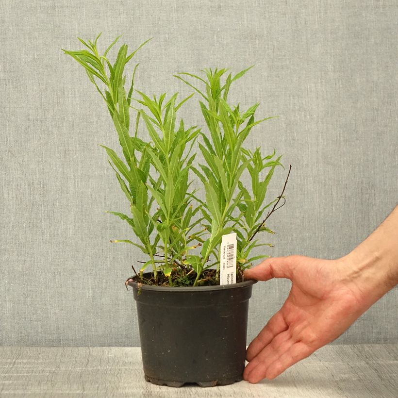 Amostra de Epilobium angustifolium Album Vaso de 2 L/3 L tal como entregue na primavera