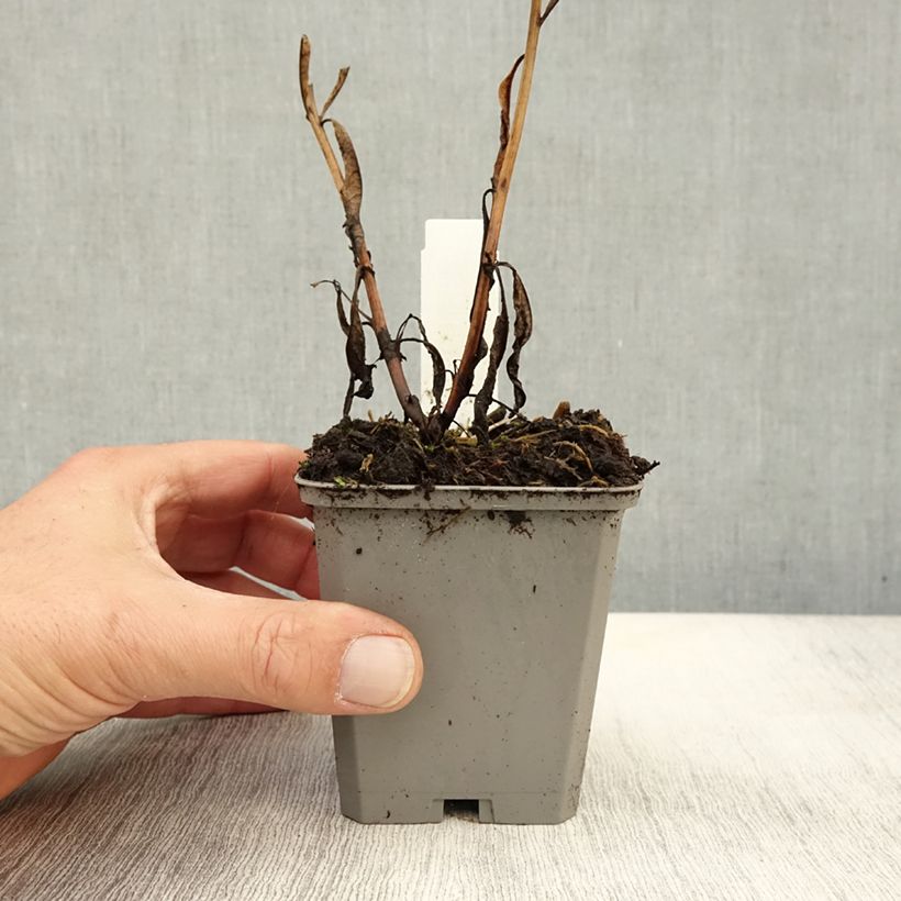 Amostra de Epilobium angustifolium Vaso de 8/9 cm tal como entregue no outono