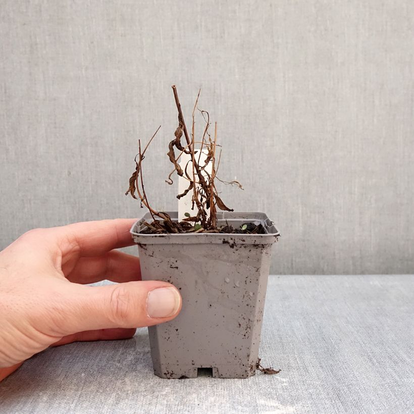 Amostra de Epilobium angustifolium Vaso de 8/9 cm tal como entregue no inverno