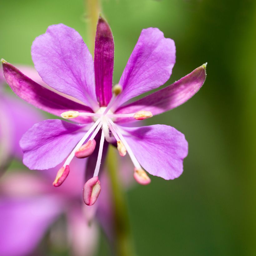 Epilobium angustifolium (Floração)