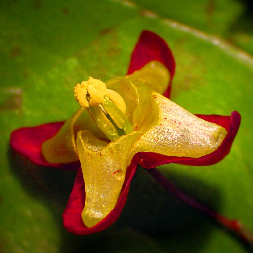 Epimedium alpinum (Floração)