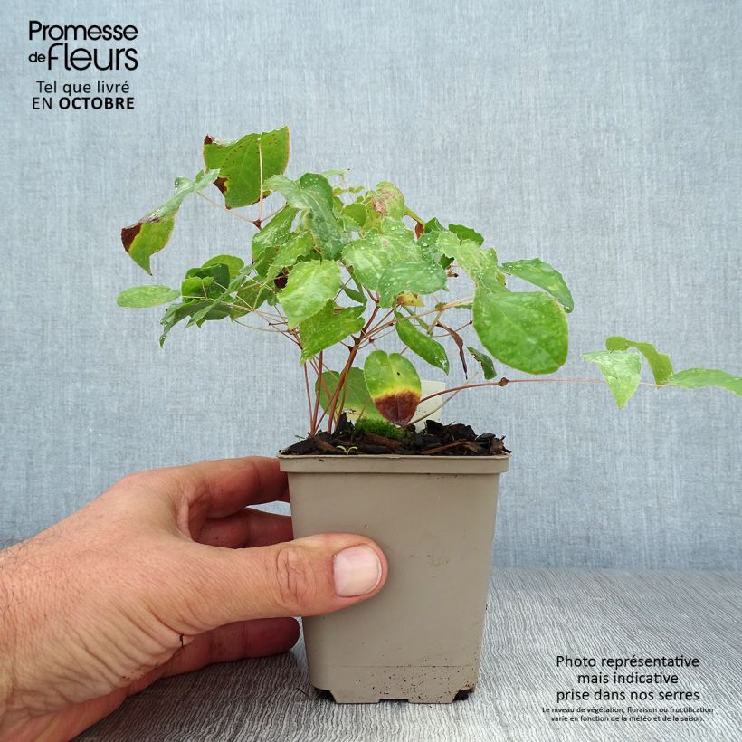 Amostra de Epimedium alpinum Vaso de 8/9 cm tal como entregue no outono