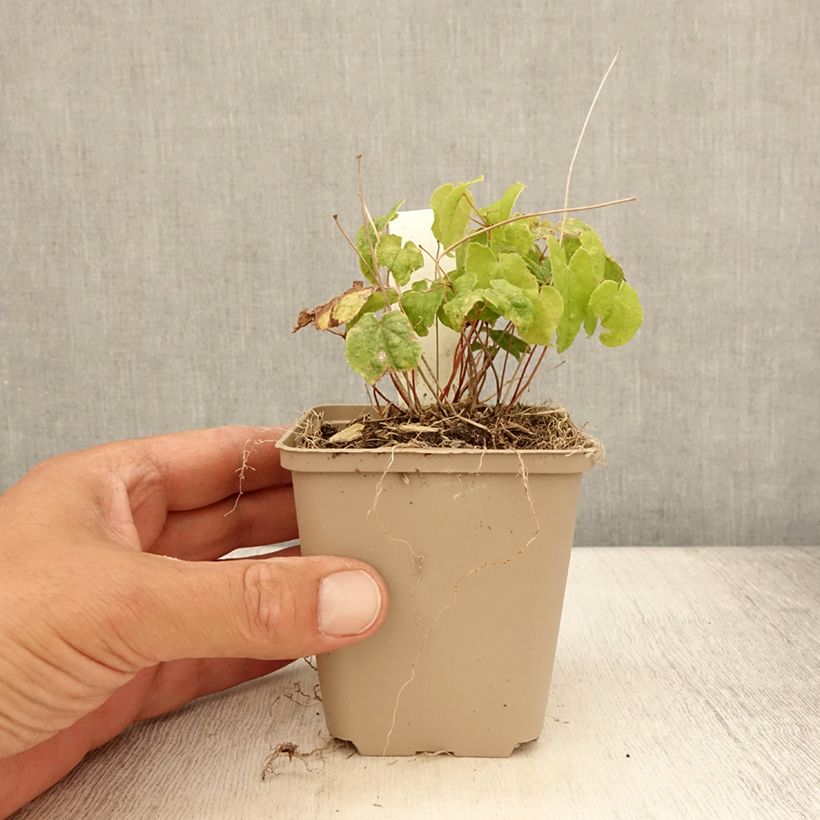 Amostra de Epimedium Asiatic hybrids Vaso de 8/9 cm tal como entregue no verão