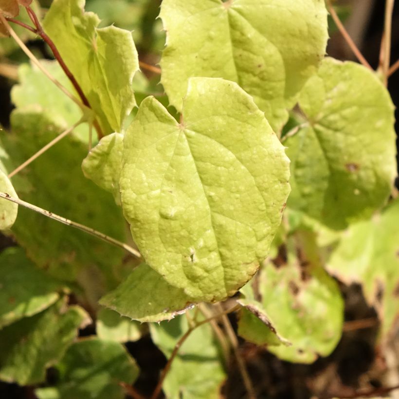 Epimedium Asiatic hybrids (Folhagem)