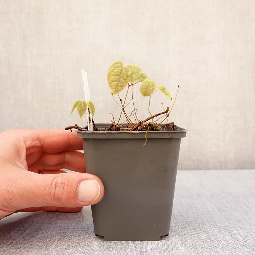 Amostra de Epimedium brachyrrhizum Vaso de 8/9 cm tal como entregue na primavera