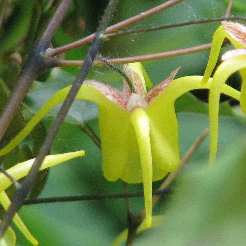 Epimedium davidii (Floração)