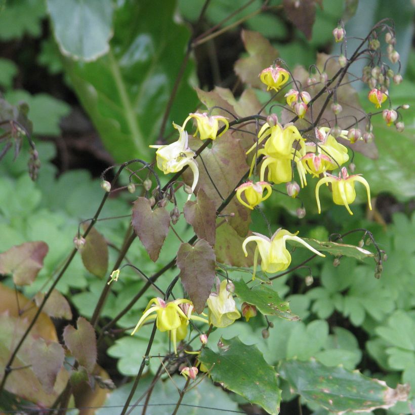 Epimedium davidii (Hábito)