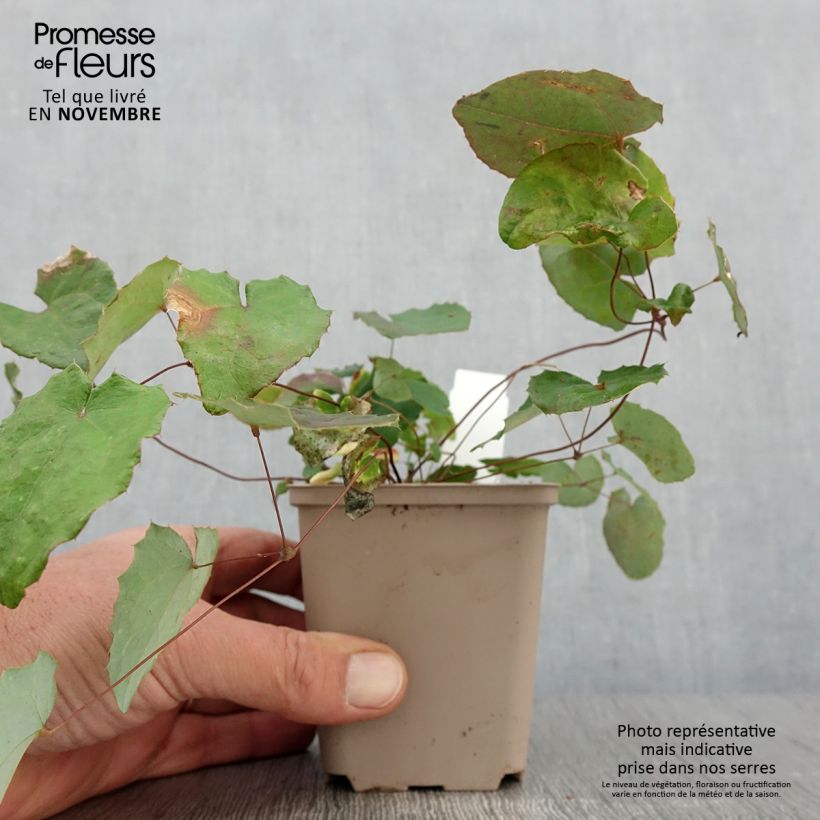 Amostra de Epimedium davidii Vaso de 8/9 cm tal como entregue no outono
