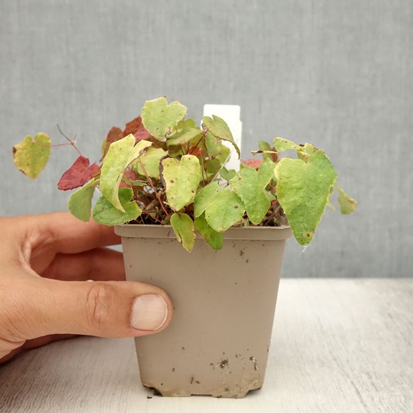 Amostra de Epimedium davidii Vaso de 8/9 cm tal como entregue no verão