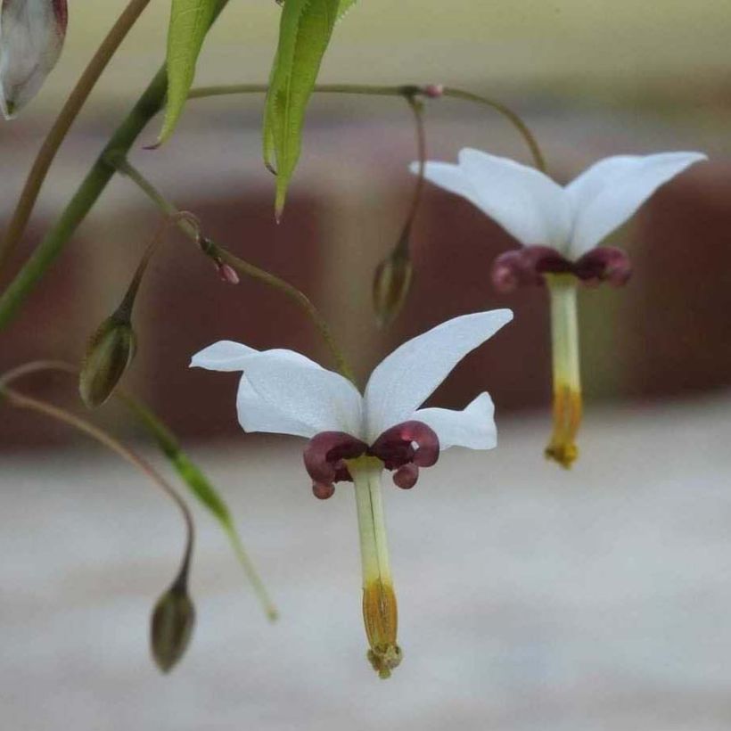 Epimedium dolichostemon (Floração)