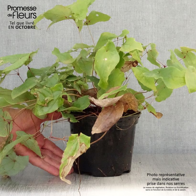 Amostra de Epimedium Elenwe Vaso de 1,5 L/2 L tal como entregue no outono