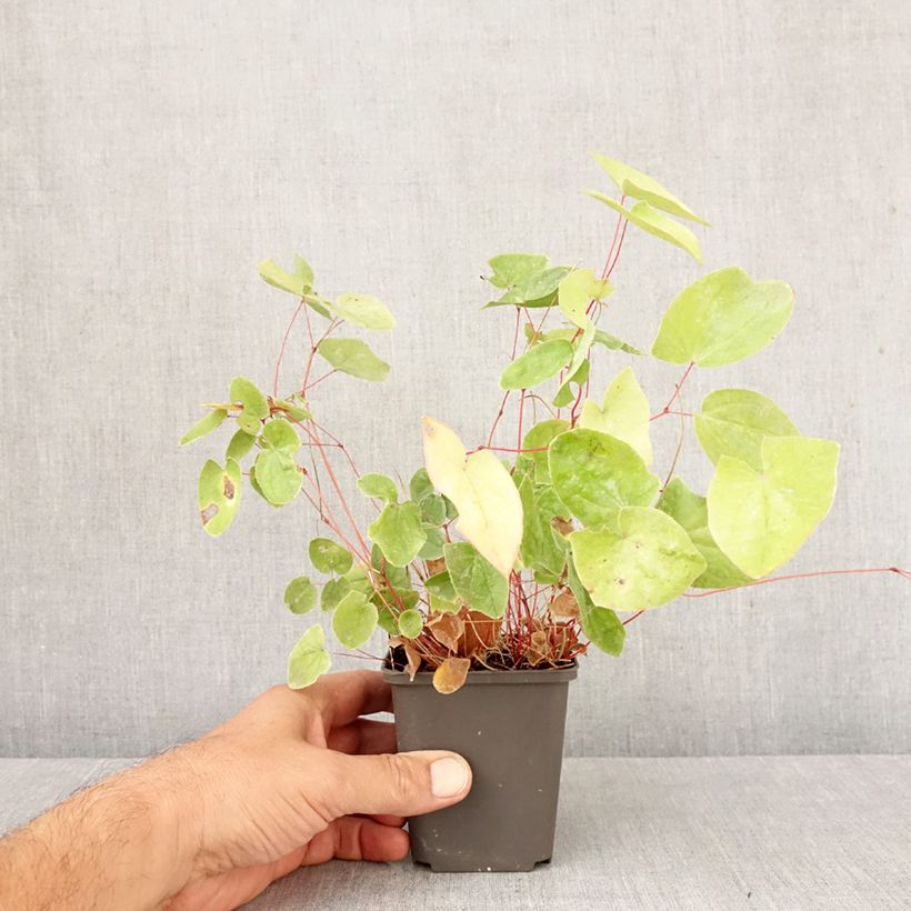 Amostra de Epimedium elongatum Vaso de 8/9 cm tal como entregue no outono