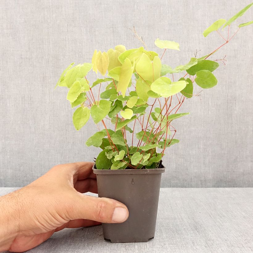 Amostra de Epimedium elongatum Vaso de 8/9 cm tal como entregue no verão