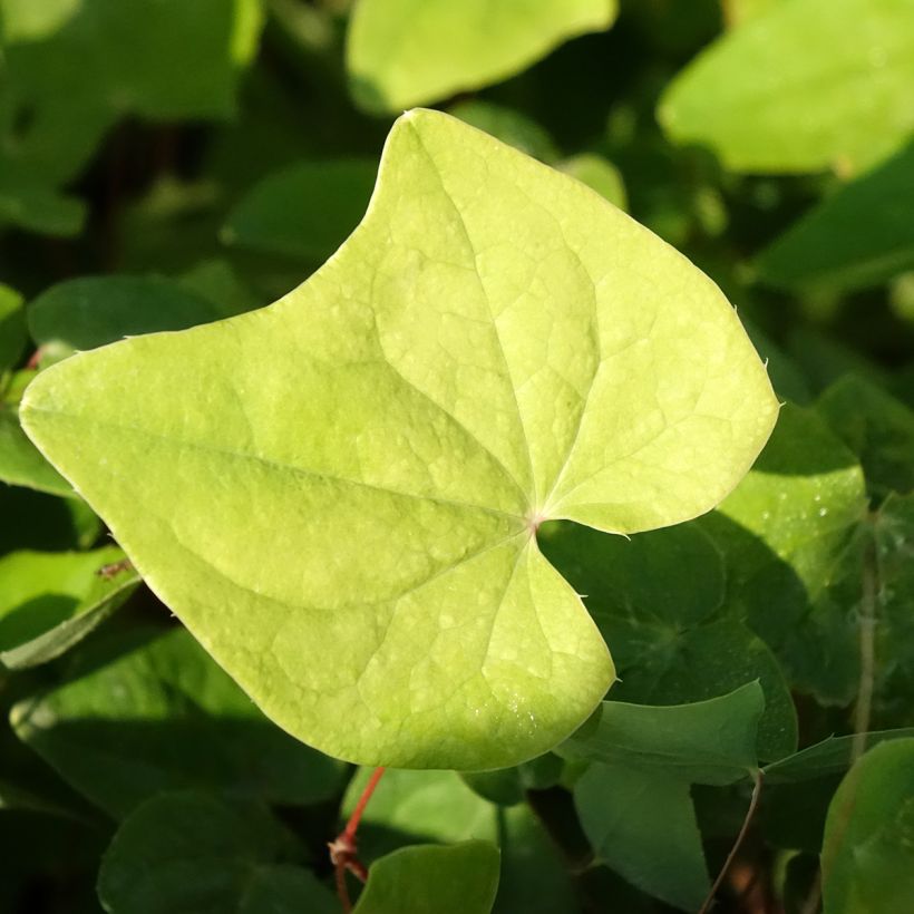 Epimedium elongatum (Folhagem)