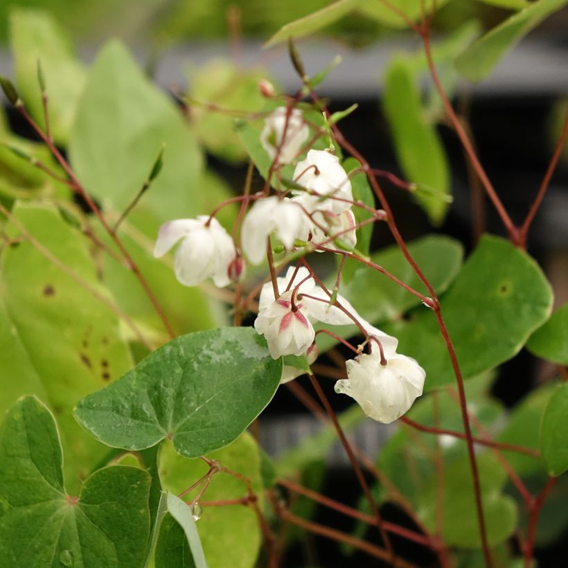 Epimedium elongatum (Floração)