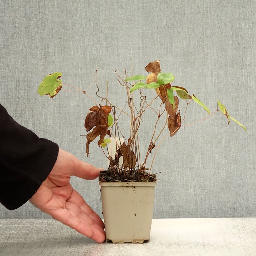 Amostra de Epimedium grandiflorum Beni Vaso de 8/9 cm tal como entregue no outono