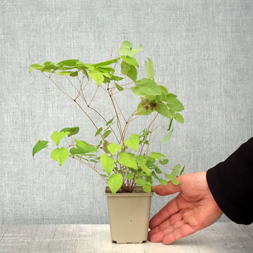 Amostra de Epimedium grandiflorum Beni Vaso de 8/9 cm tal como entregue na primavera