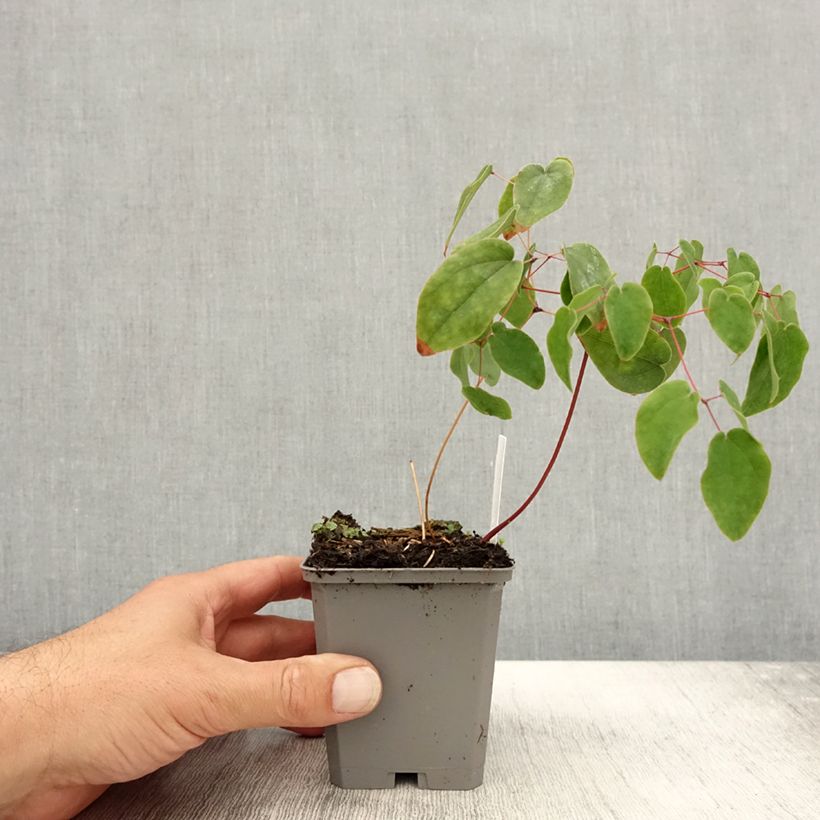 Amostra de Epimedium grandiflorum Vaso de 8/9 cm tal como entregue no outono
