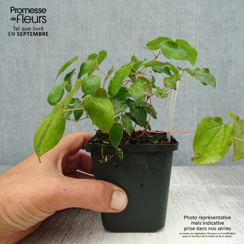 Amostra de Epimedium grandiflorum Vaso de 8/9 cm tal como entregue no verão
