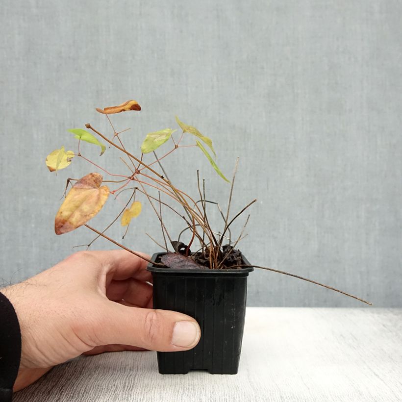 Amostra de Epimedium grandiflorum Lilafee Vaso de 8/9 cm tal como entregue no outono