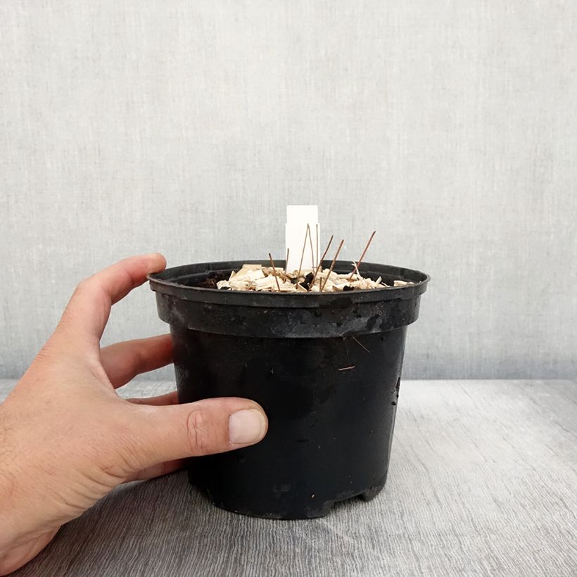 Amostra de Epimedium grandiflorum Lilafee Vaso de 2 L/3 L tal como entregue no outono