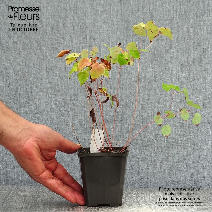 Amostra de Epimedium grandiflorum Red Beauty Vaso de 8/9 cm tal como entregue no outono