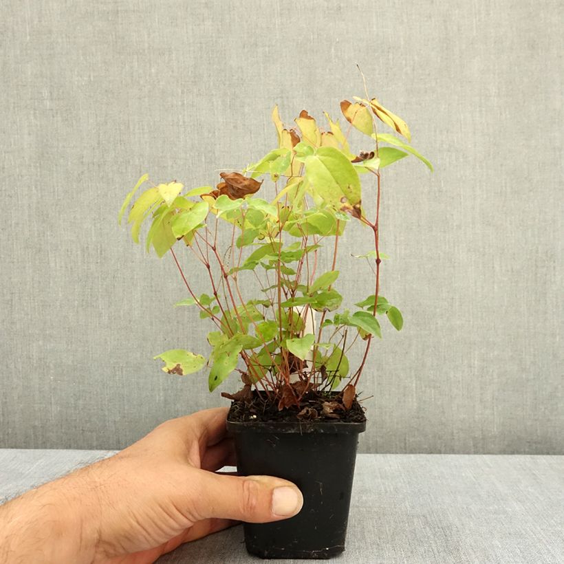Amostra de Epimedium grandiflorum Rubinkröne Vaso de 8/9 cm tal como entregue no verão