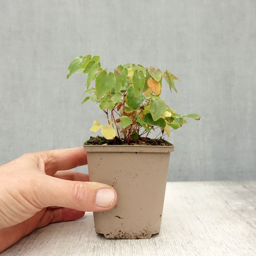 Amostra de Epimedium grandiflorum Shiho Vaso de 8/9 cm tal como entregue no outono