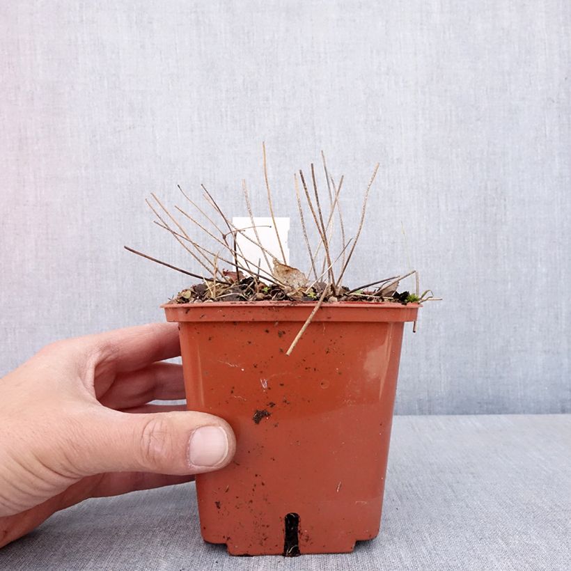 Amostra de Epimedium Pink Elf Vaso de 1 L/1,5 L tal como entregue na primavera