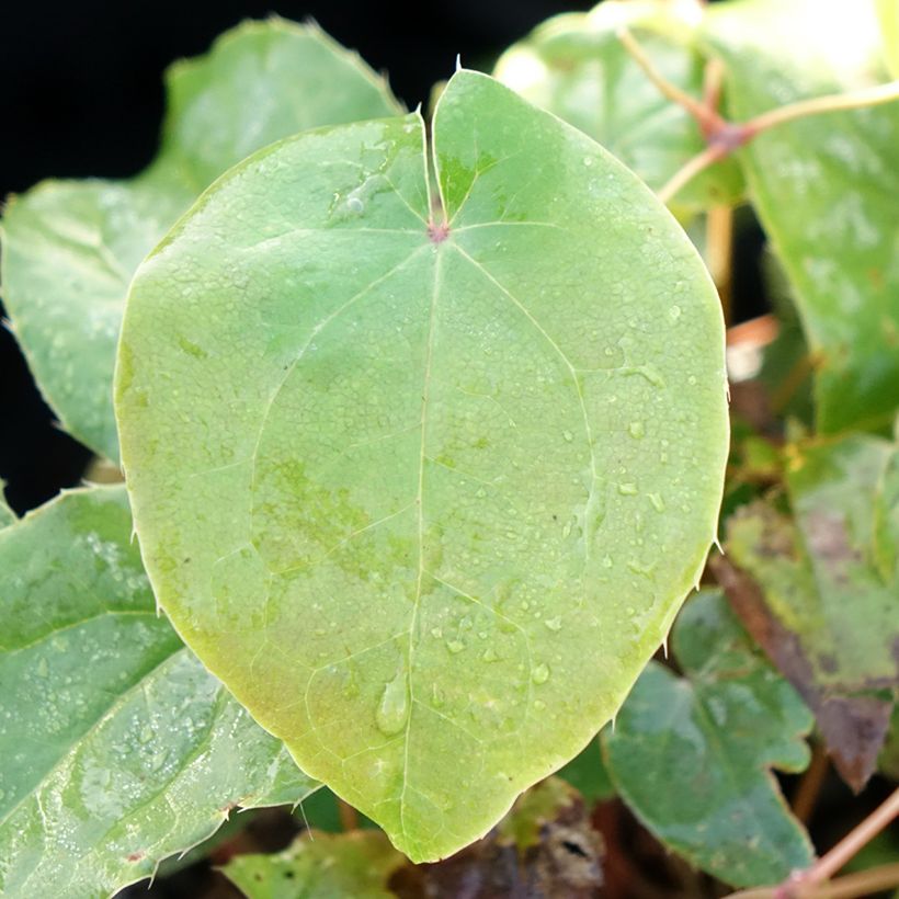 Epimedium grandiflorum Pretty in Pink (Folhagem)