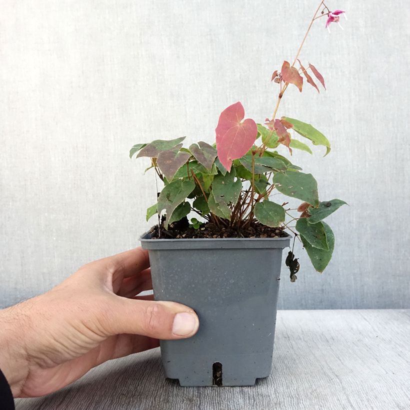 Amostra de Epimedium grandiflorum Pretty in Pink Vaso de 1 L/1,5 L tal como entregue no outono