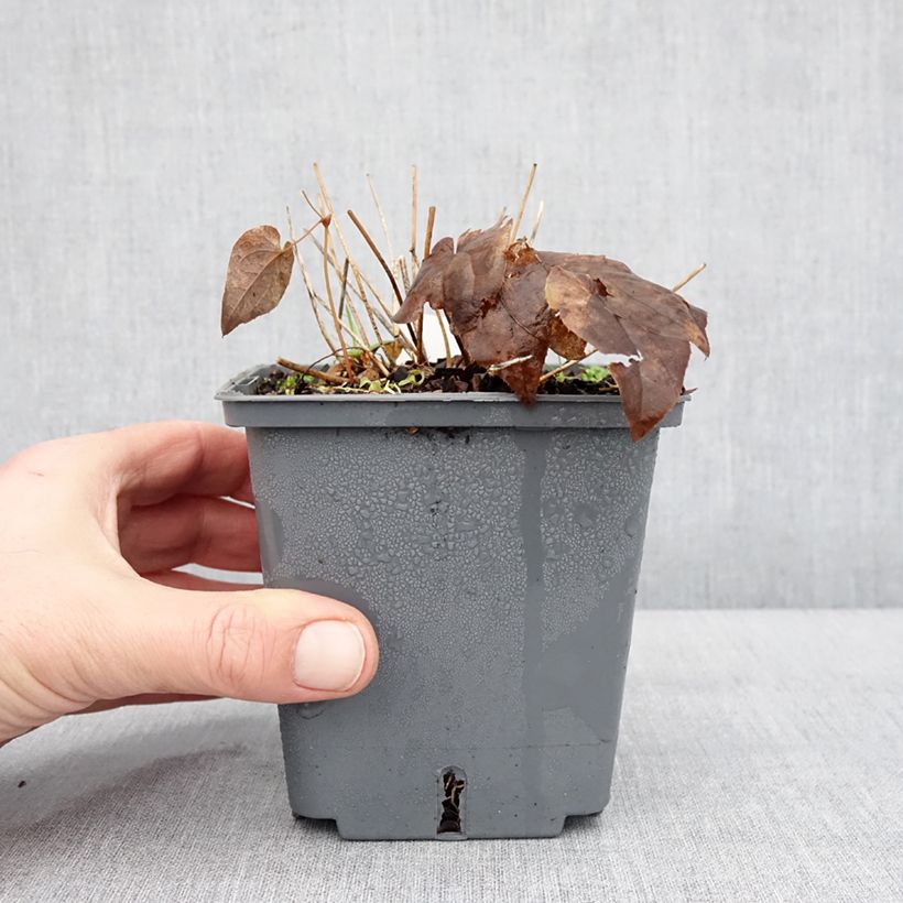 Amostra de Epimedium hybride Pretty in Pink - Fleur des Elfes Vaso de 1 L/1,5 L tal como entregue no inverno